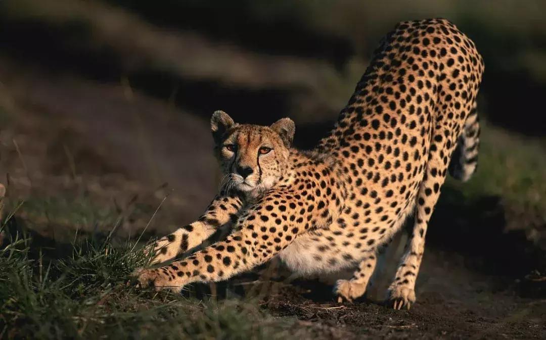 狗狗真是一种神奇的动物,狗狗是什么科的动物