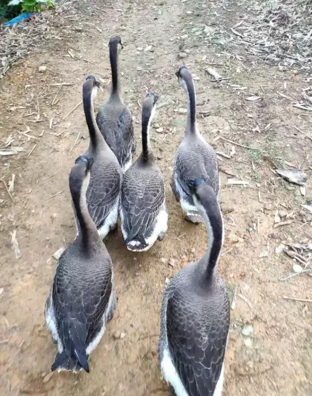 想养活鹅怎么弄,怎样养好鹅仔