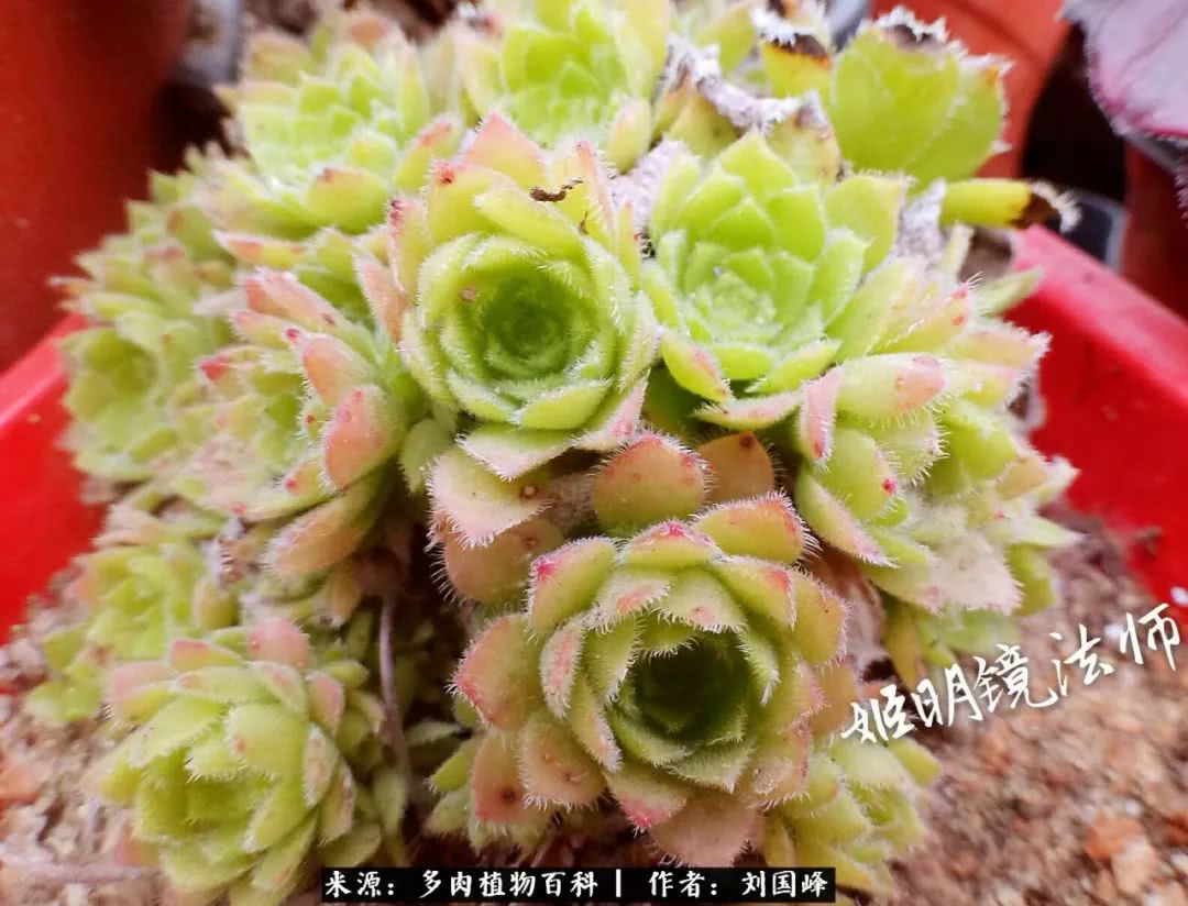 七百元打造的多肉王国，你还缺什么？