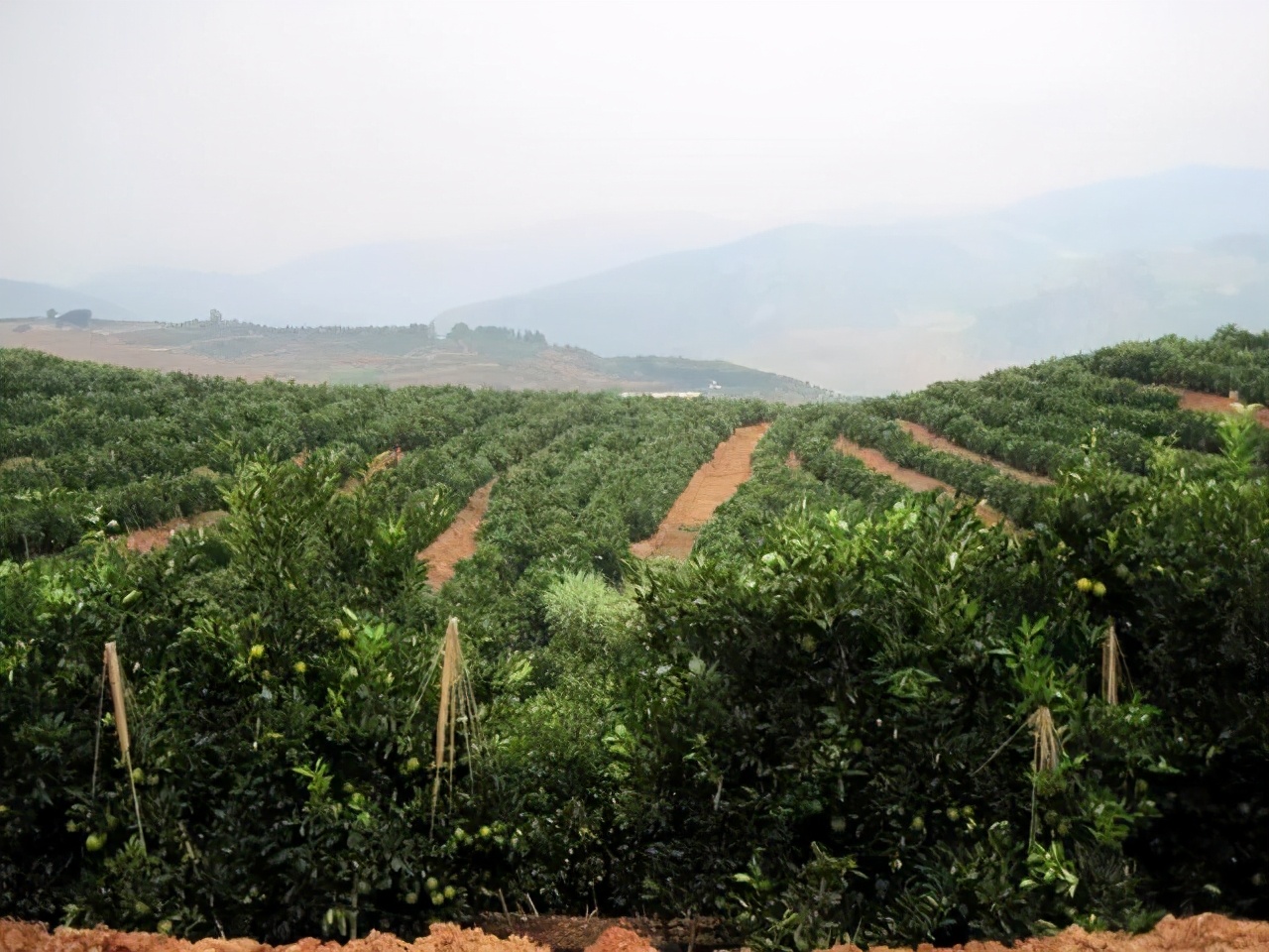 为什么大连发生宝马撞车事件，我却想到了褚时健？