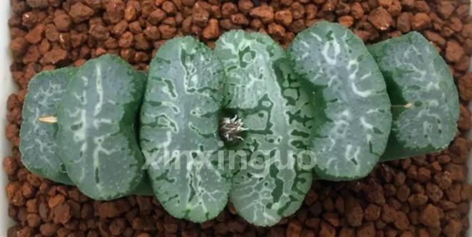 郭氏---台湾行之李瑞斌大棚及布楚礼多肉植物园游记