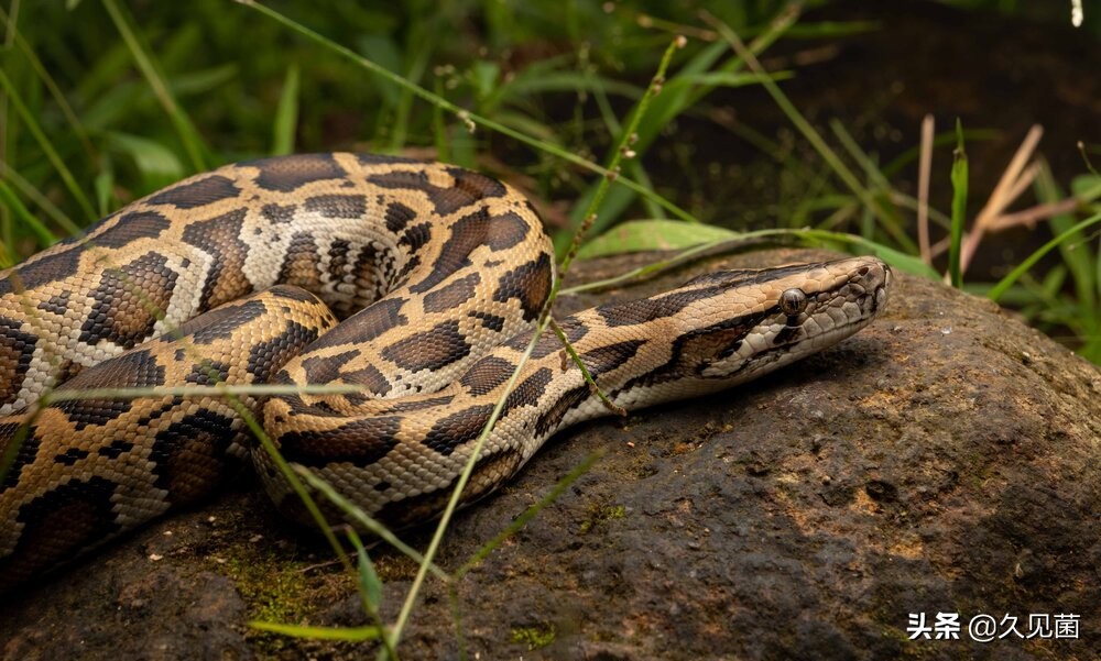 40万只缅甸蟒肆虐美国，放肆绞杀本地物种，美国人试图将其吃光