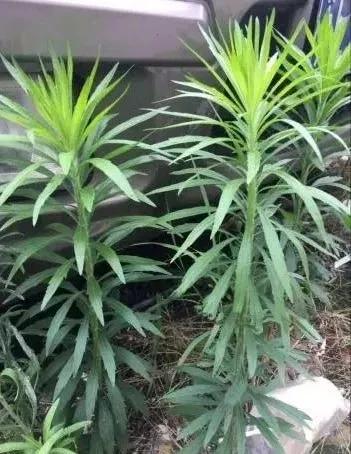 教你认识那些路边的野生中草药,如何识别路边的野生中草药