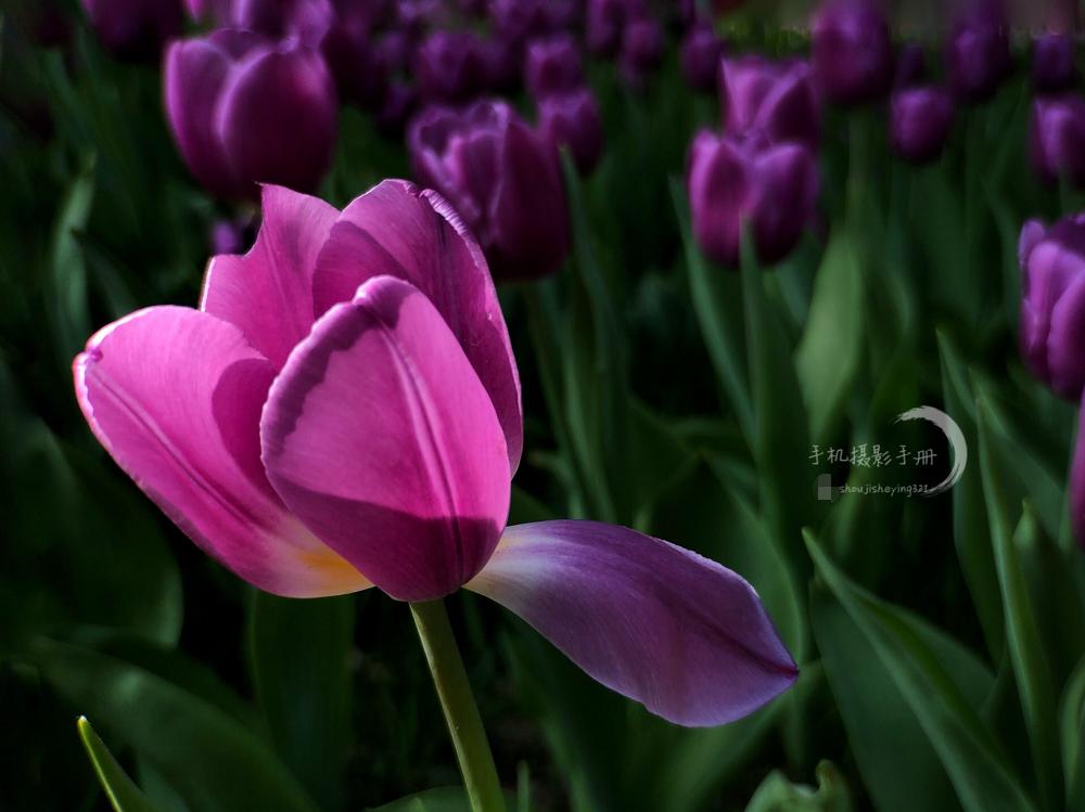 教你如何拍出最好的照片,只需3步教你拍出好照片