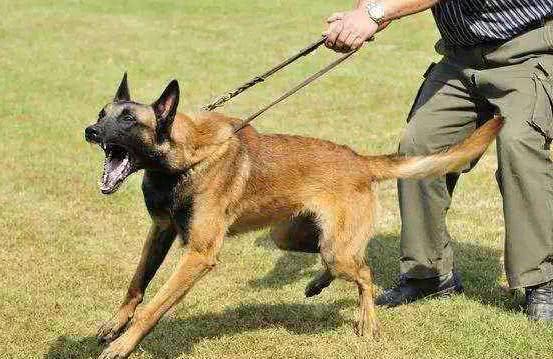 古代没有狂犬疫苗被狗咬了咋办,古代被疯狗咬了得了狂犬病怎么办