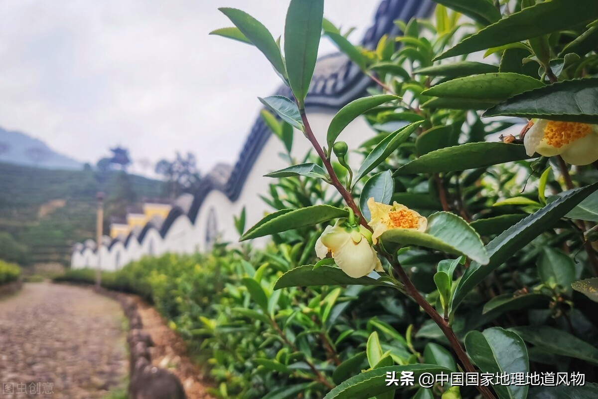 惠明茶叶的功效,惠明茶绿茶