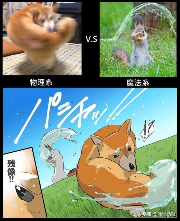 肌肉三巨头柴犬,肌肉动物三巨头图片