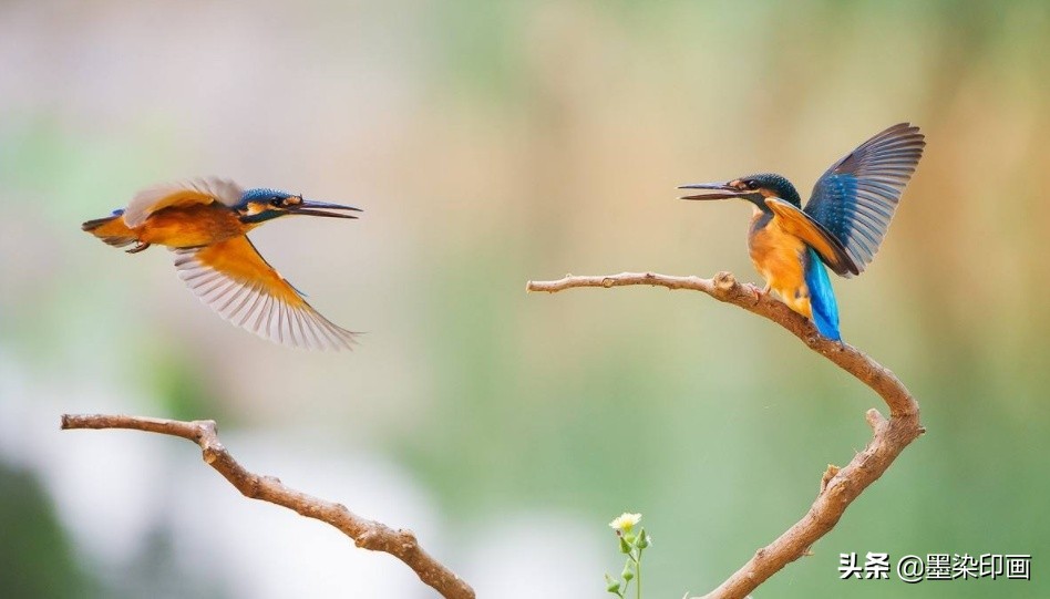单反和微单哪个更适合新手,摄影新手适合单反还是微单