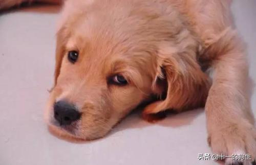 犬瘟热幼犬的10个征兆,幼犬得了犬瘟热会传染人吗