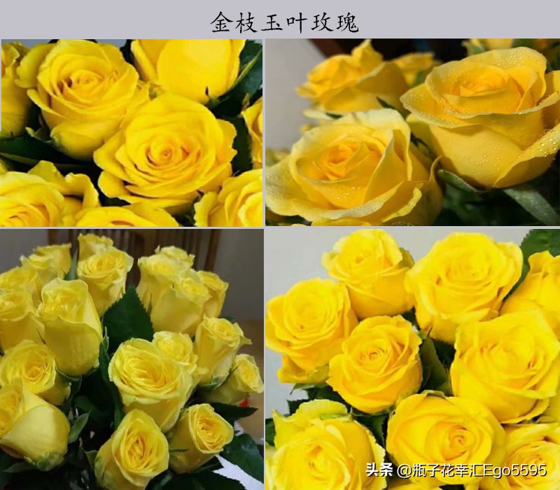 黄玫瑰粉玫瑰的浪漫花语,粉色玫瑰花和粉色郁金香的花语