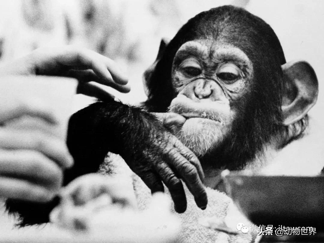 世界各国国宝级动物,世界各地的名贵动物