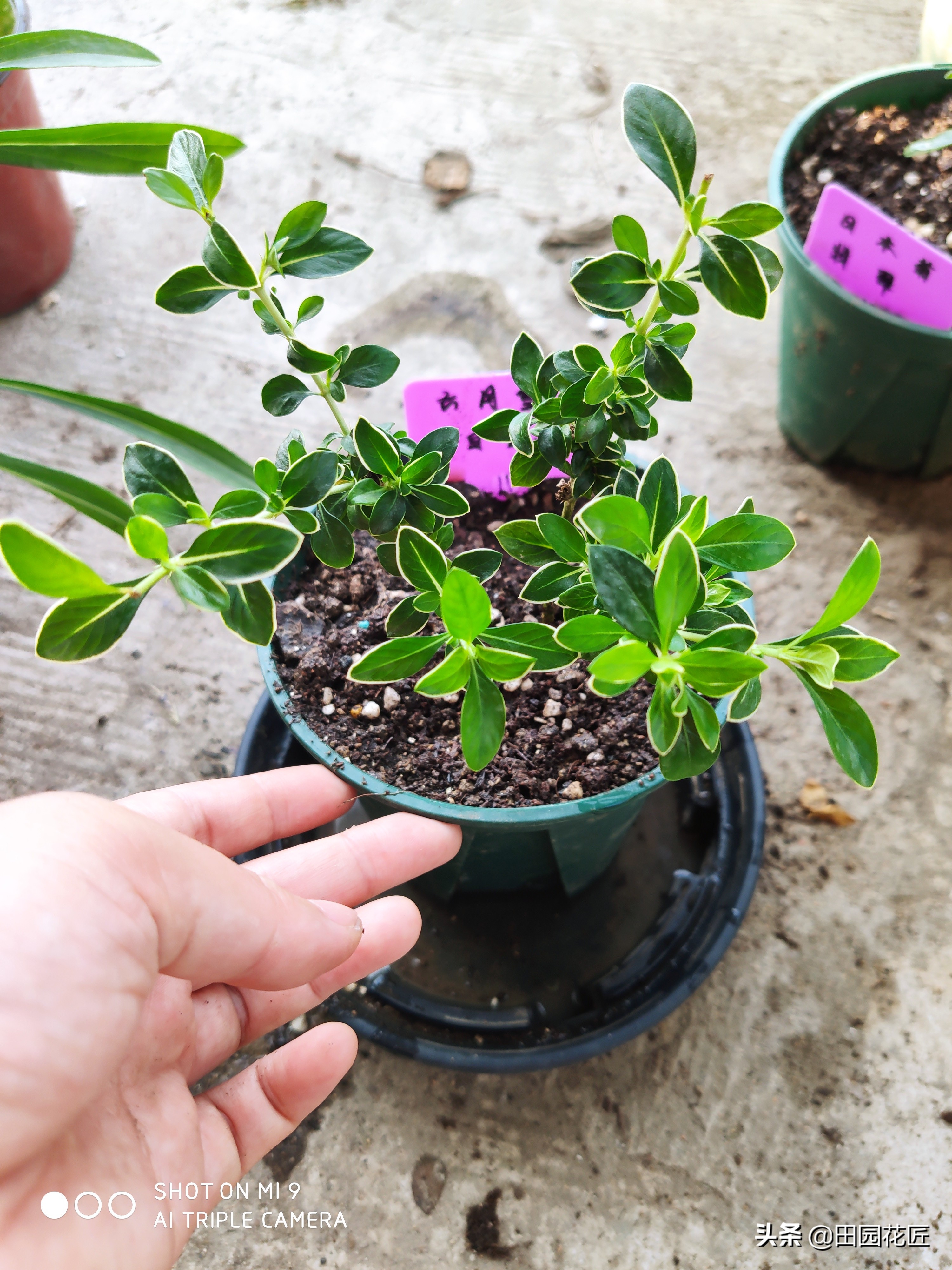 六月雪叶片发黄解决方法,六月雪叶子的养护方法