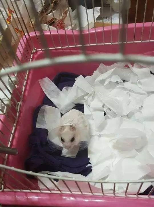 仓鼠骨折花了200包扎视频,仓鼠眼睛突然瞎了怎么回事