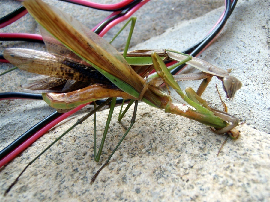 啪啪啪时被另一半吃掉是什么感受？