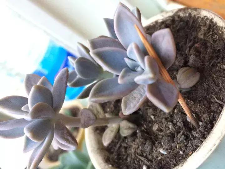 多肉长出小尾巴求救信号,多肉有什么求救信号