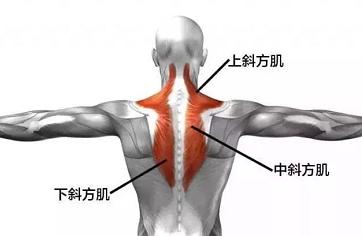 为什么背厚显胖,背厚赘肉多怎么变薄