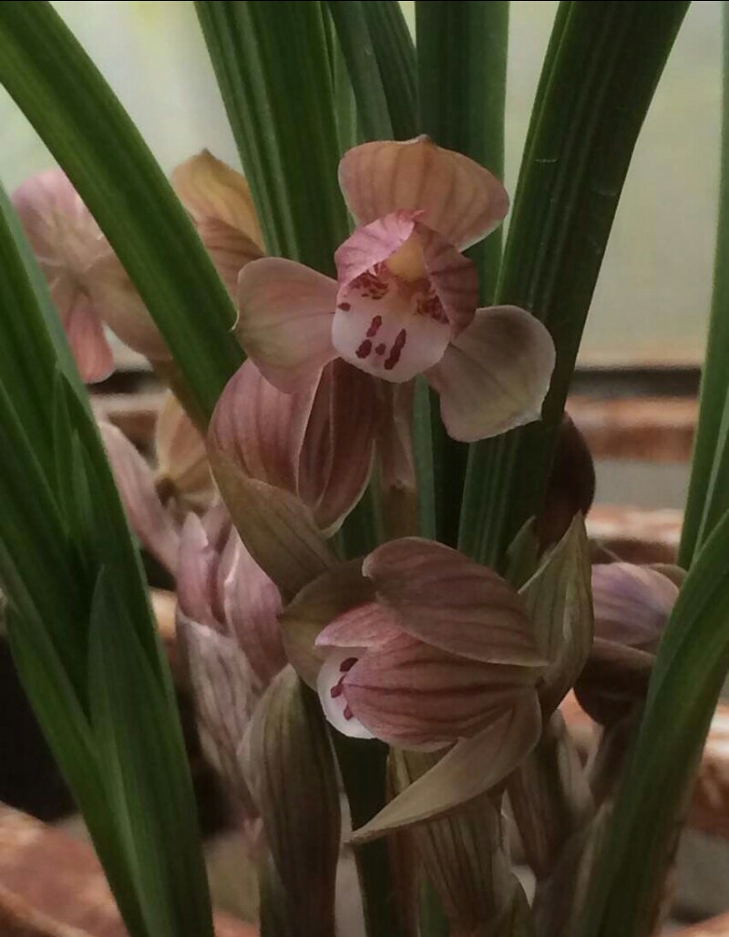 八年前，他借钱投资精品兰花，谁知后来兰市风向转变，他血本无归