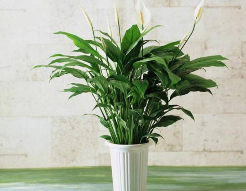 白掌怎么养才开花多,怎么促进白掌分芽