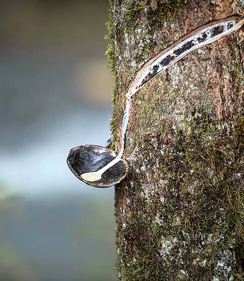 中药材干漆是油漆么,中药材干漆是不是三七
