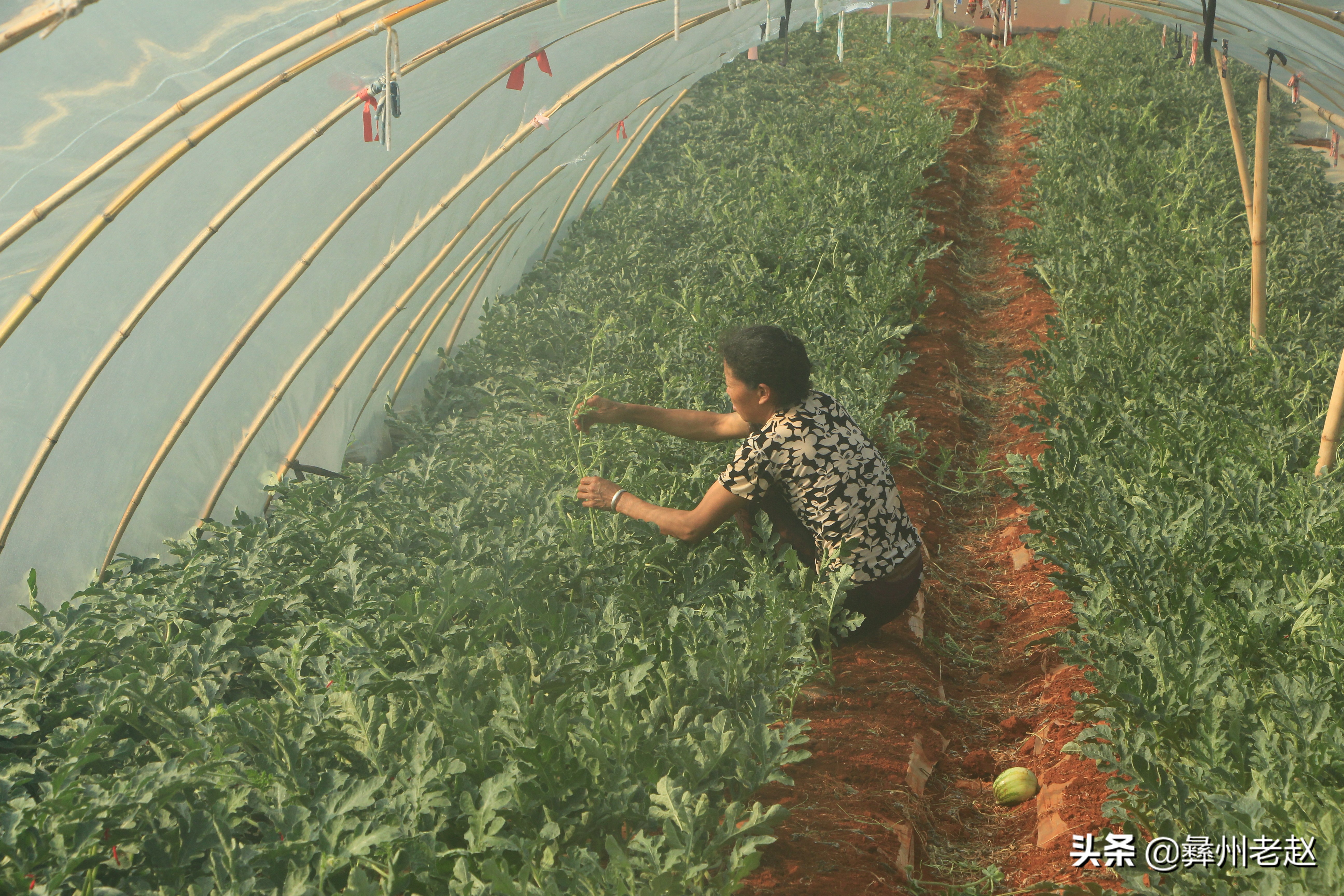 西瓜坐瓜后期管理,西瓜坐瓜期管理