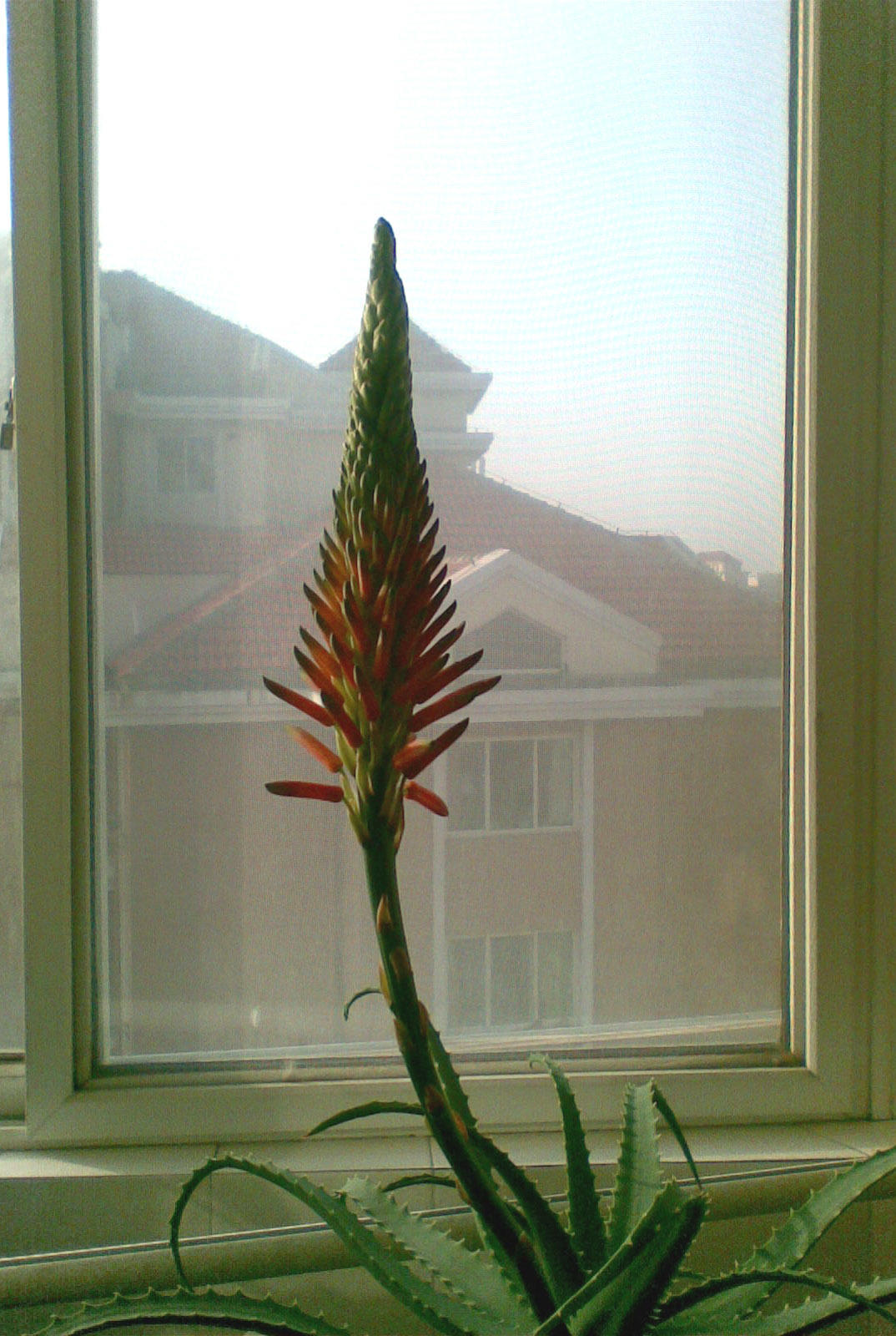 芦荟施肥春夏秋冬,芦荟正确的施肥方法