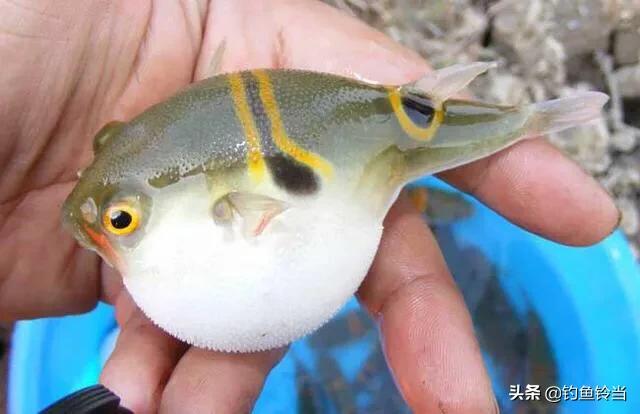 经常钓到的白色“气球”，美味佳肴需谨慎食用，浅谈如何垂钓河鲀