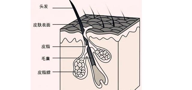 头发的三大层的结构,头发的三大层分别是什么