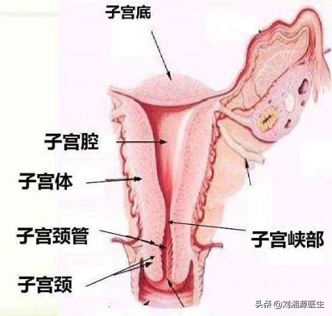 「免疫相关不良妊娠答疑解惑39」——子宫内膜炎