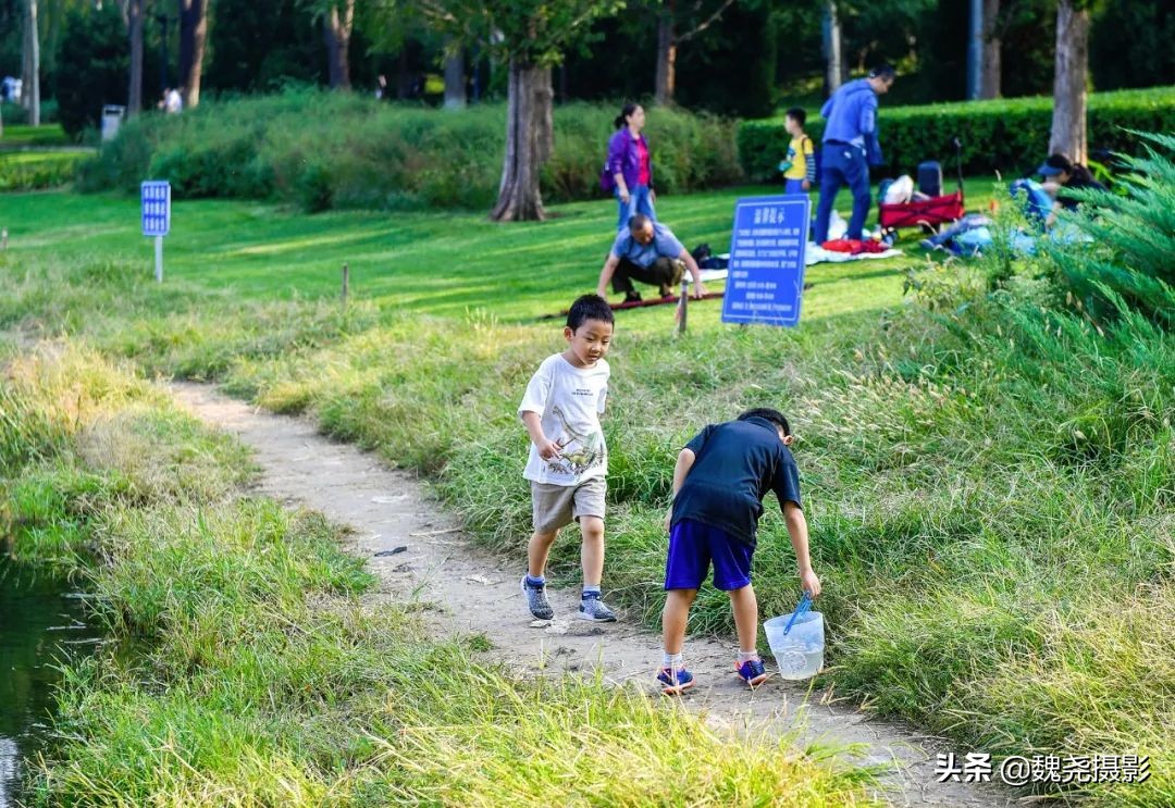 北京北坞公园里的京西稻又熟了，曾经只有皇上才能吃上这儿的大米