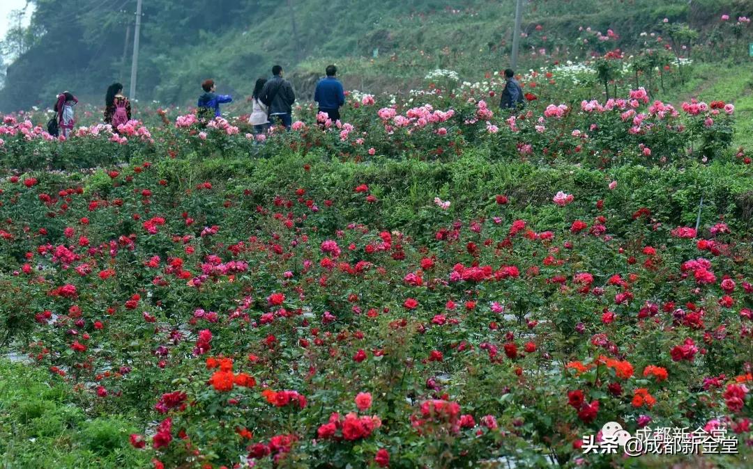 金堂三溪网红打卡景区,金堂免费打卡地