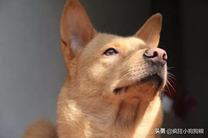 土狗的优势,土狗的三个基本行为