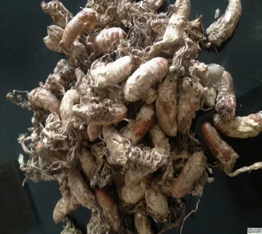 中医药治疗糖尿病肾病四期,糖尿病肾病中医讲解视频