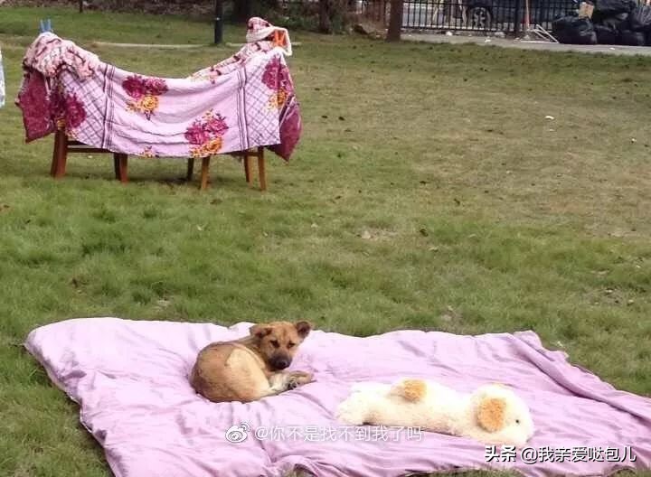 被全网通缉的狗,全网通缉的狗是谁