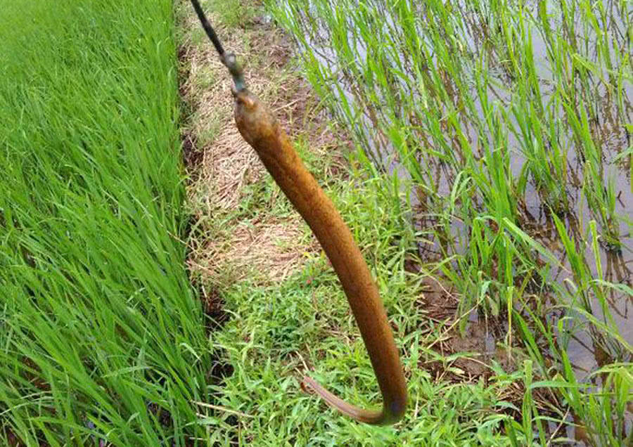 钓黄鳝怎么找洞,钓黄鳝找石头洞的技巧