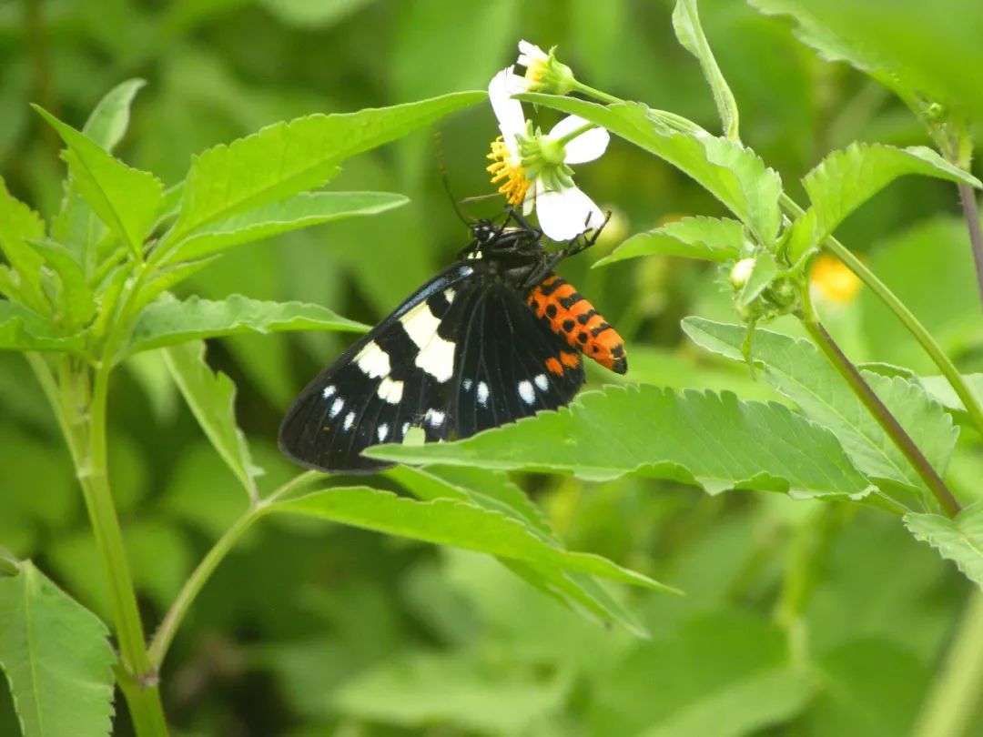 传说中的蛊虫真的有吗,传说中的扑棱蛾子