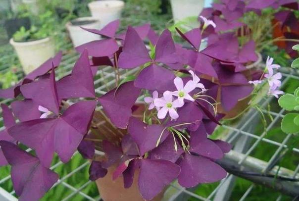 幸运草块根,幸运草悄然而生