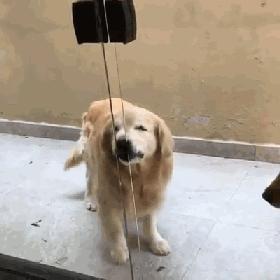 养纯种还是混血狗,养纯种狗