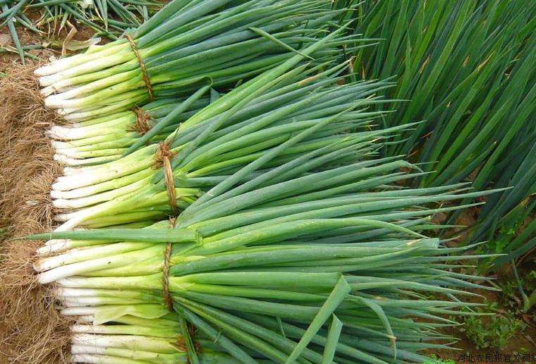 狗狗禁止吃的20种食物列表,狗狗不能吃的6种蔬果养狗须知