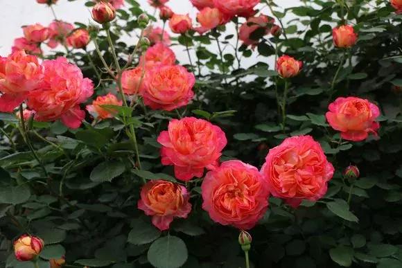 藤本月季秋季怎么修剪才会花墙,最丰花多季开花的藤本月季