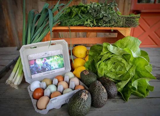 不用农药，让超1000种动植物生态平衡，这次美国人真的做到了