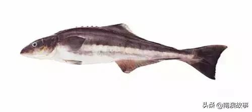 潮汕海鲜大全带图片,十大最好海鲜鱼