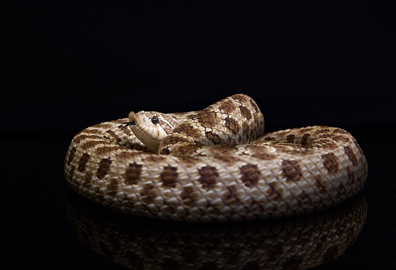 有毒蛇标志,有毒蛇的视频