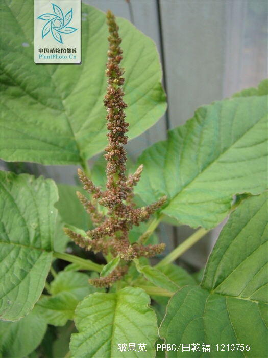 中草药白刺苋的功效与作用,药材白齿苋