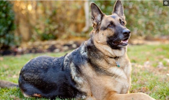 德国牧羊犬真的可怕吗知乎,德国牧羊犬恐怖秘密