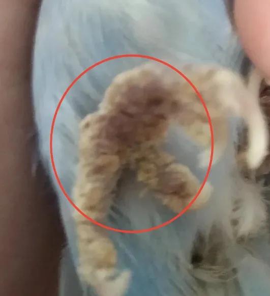 鹦鹉得癣了怎么办?