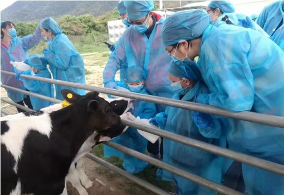 风靡香港79年，连续获得本土牛奶品牌销冠，今天带你解密维记牛奶