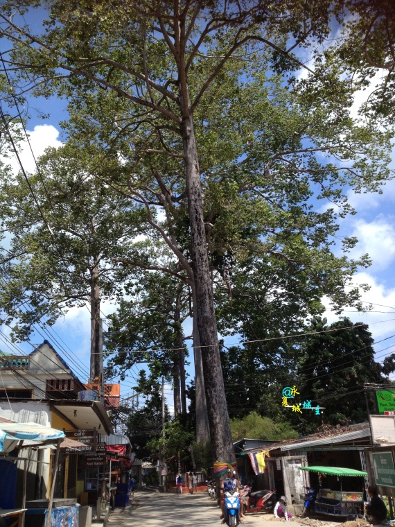 泰国是什么样的农村呢,泰国是个怎样的国家