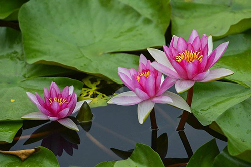 养殖睡莲对水深有要求吗,养睡莲的水发绿了怎么办