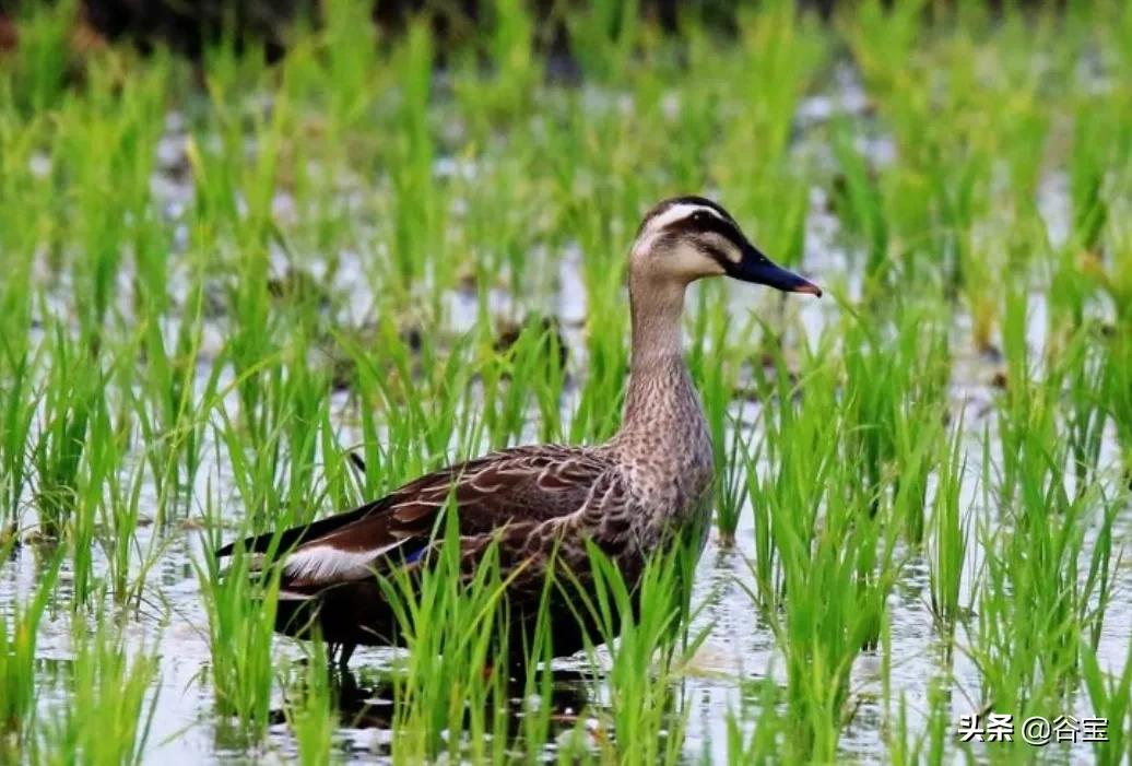 谷宝“六不用”——生态农业的初心与坚守