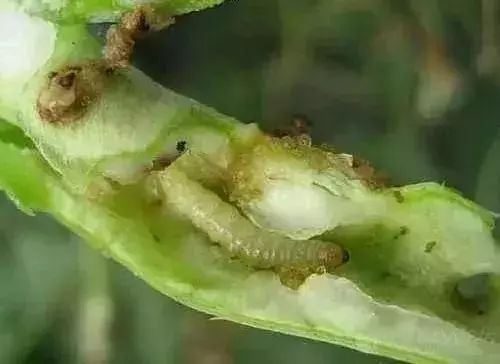 蔬菜害虫防治大全,蔬菜害虫最佳防治方法